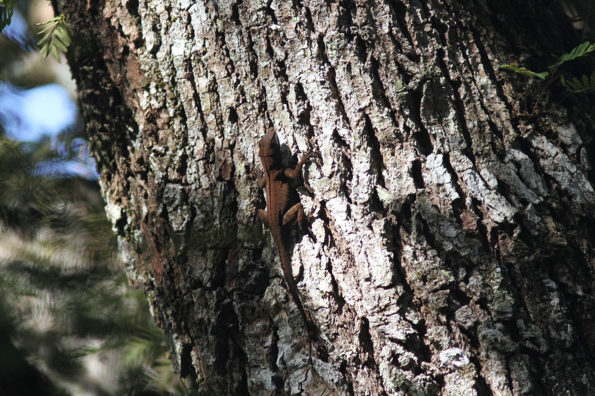 Image of Puerto Rican Crested Anole