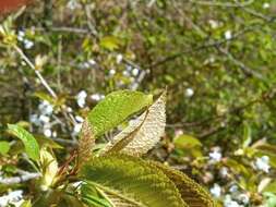 Image of gean, wild cherry