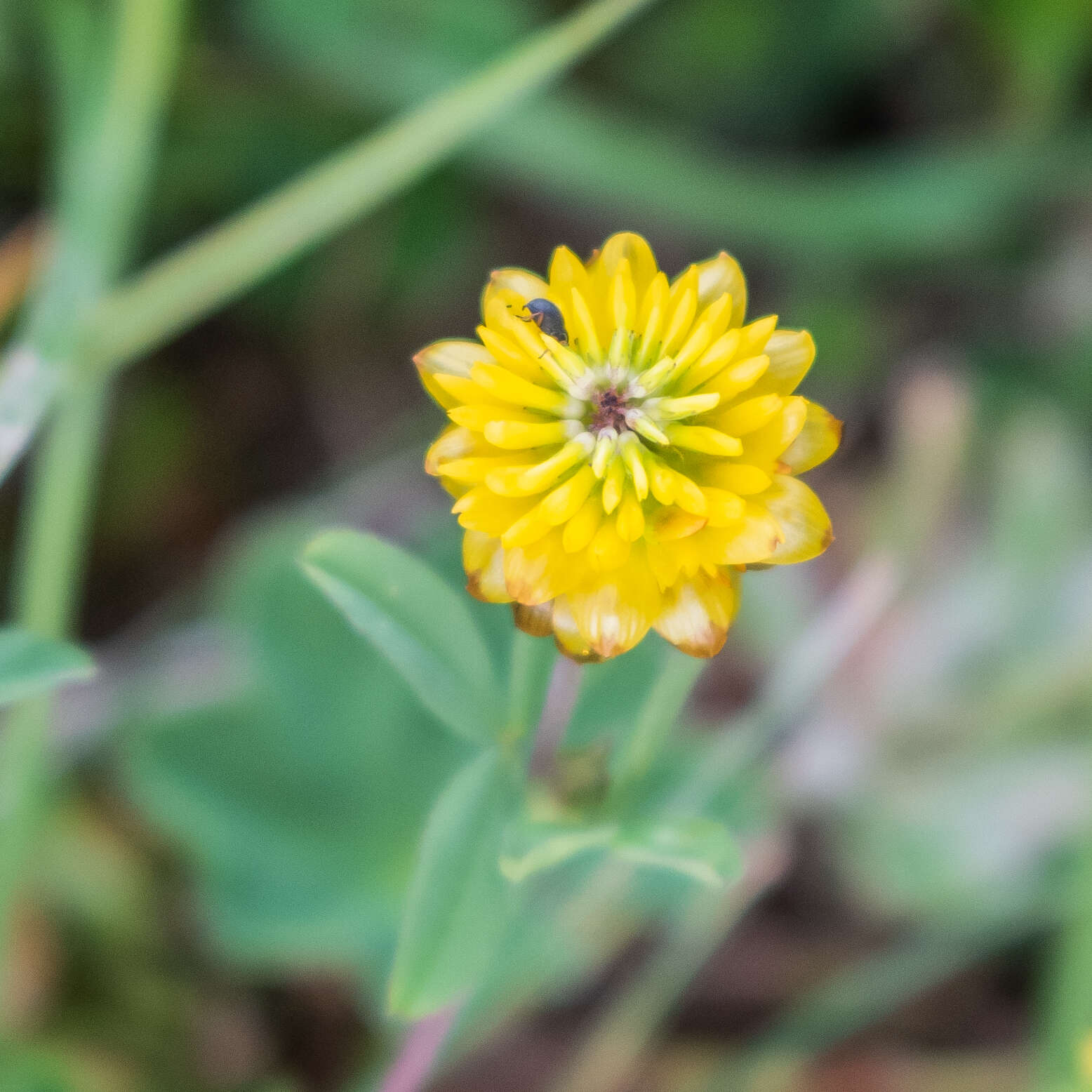 Sivun Trifolium badium Schreb. kuva