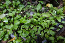 Imagem de Myosotis tenericaulis Petrie.