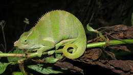 Image of West Usambara Blade-horned Chameleon