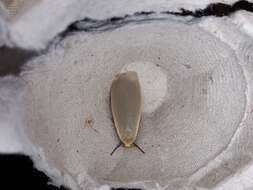 Image of dingy footman