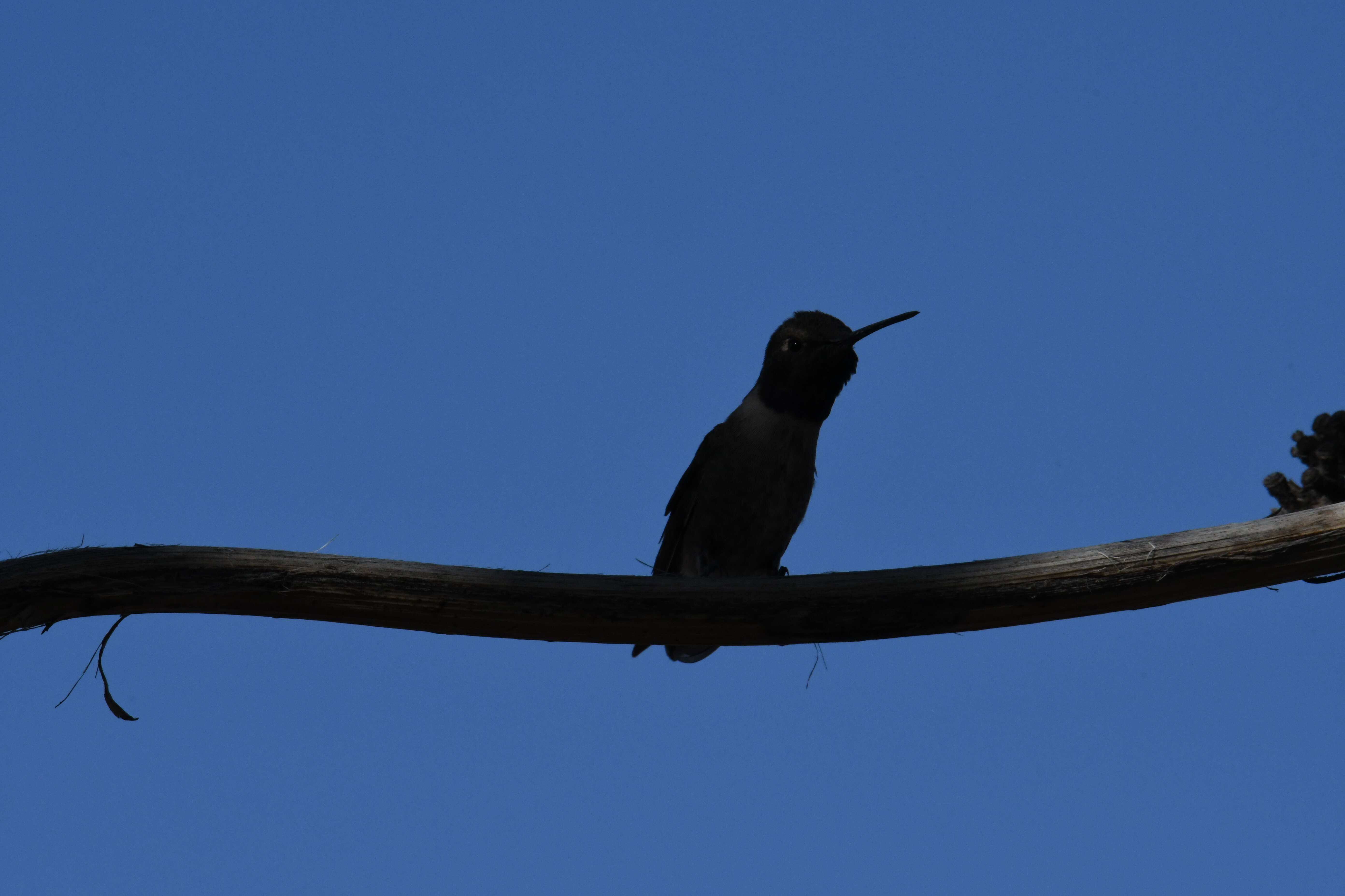 Image of Black-chinned Hummingbird