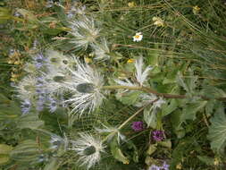 Eryngium alpinum L. resmi