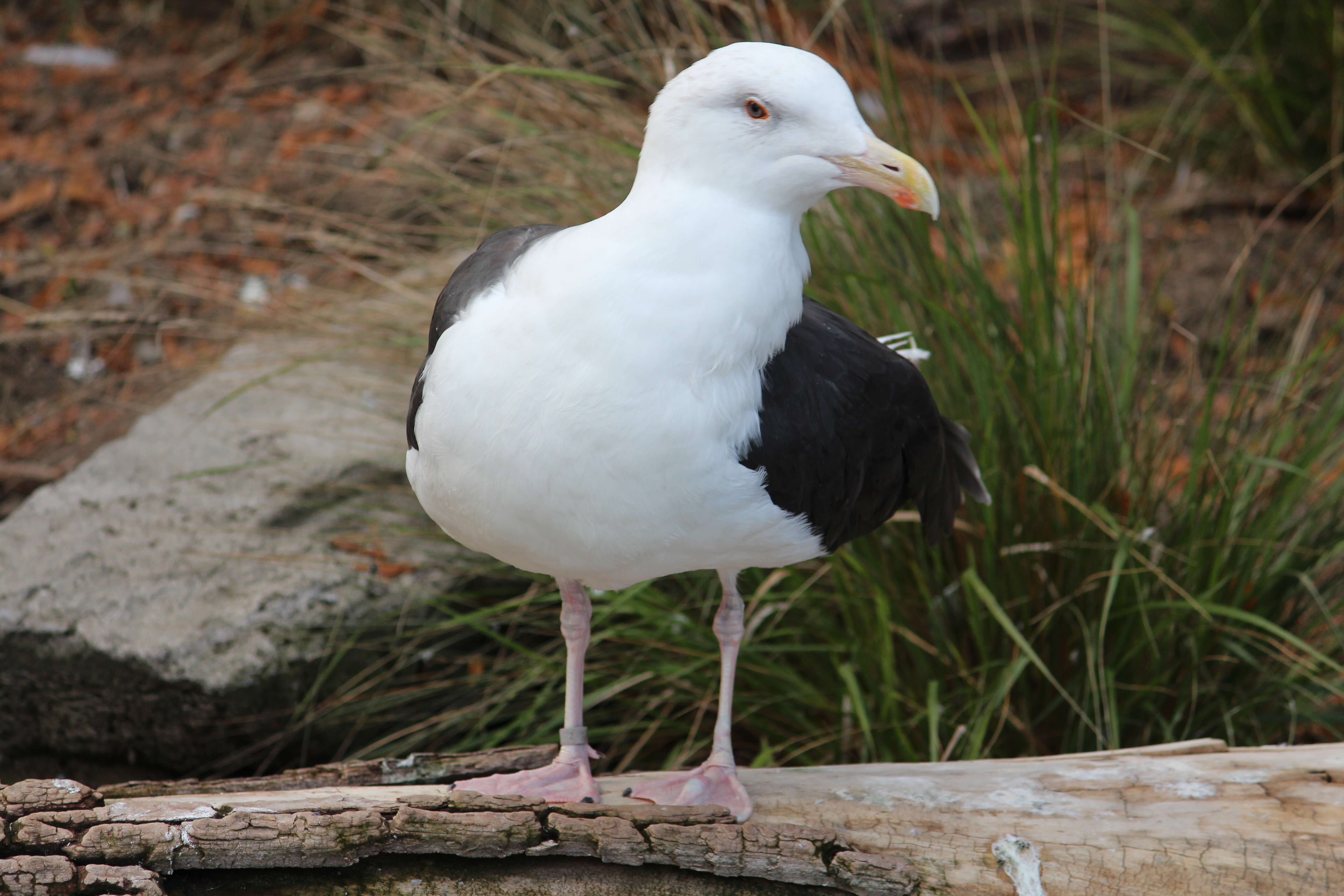 Image of Great Black-backed Gull