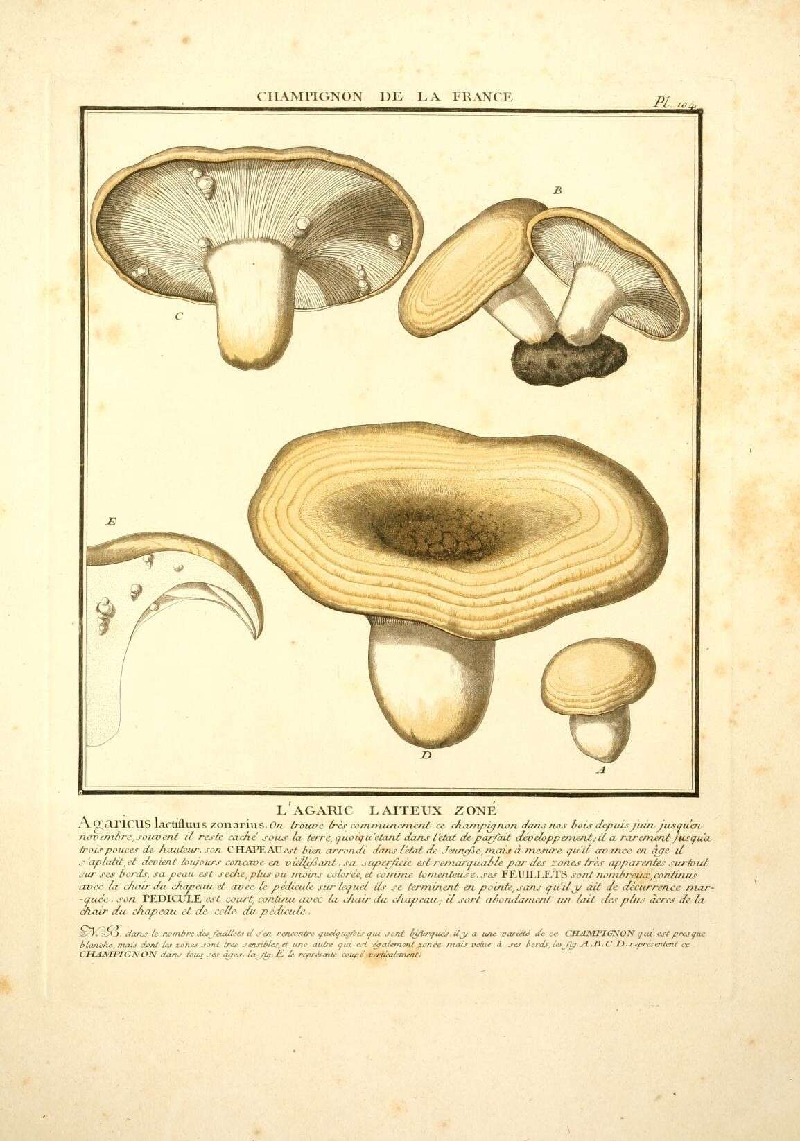 Image of Lactarius zonarius (Bull.) Fr. 1838