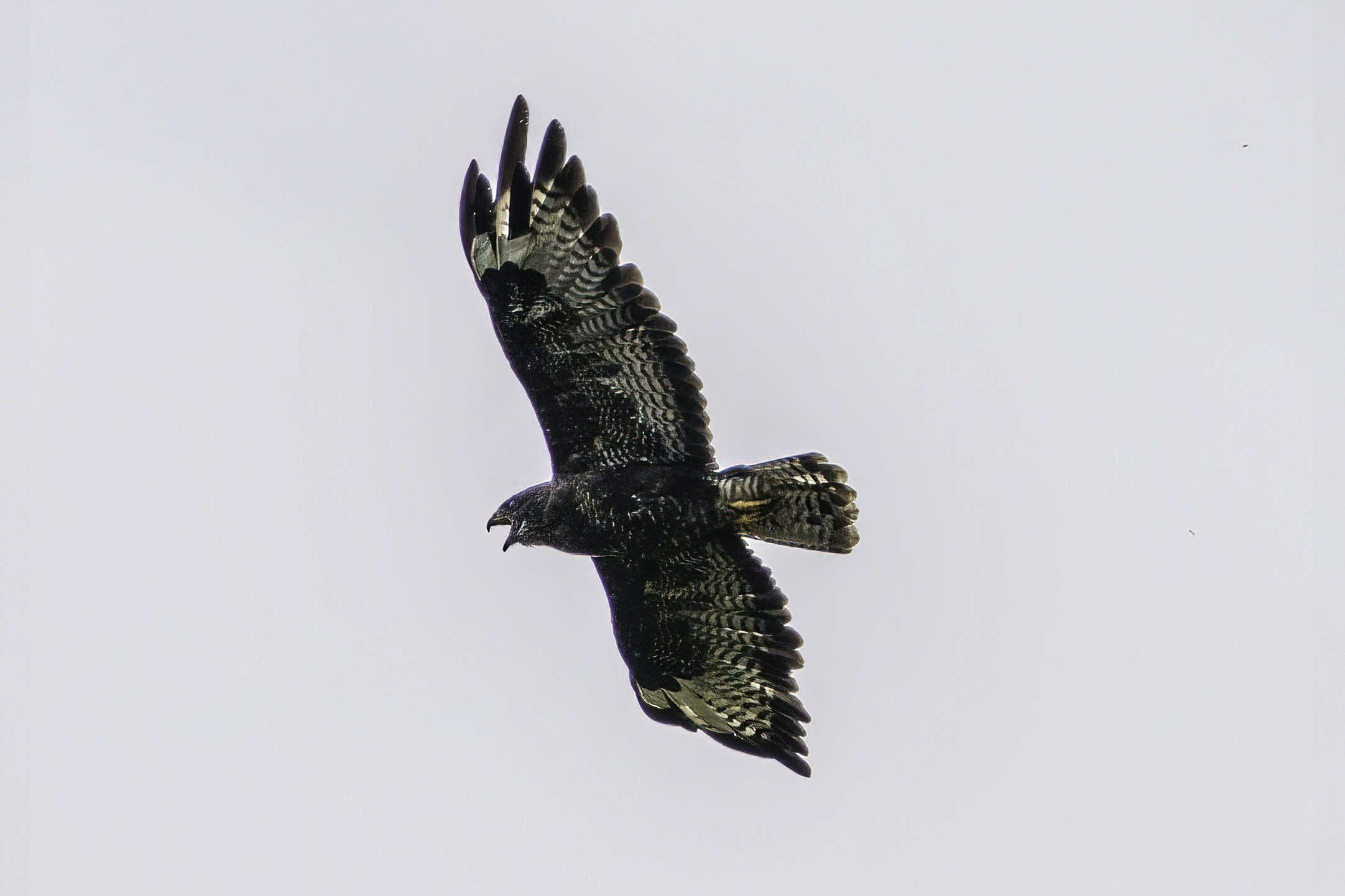 Image of Common Buzzard