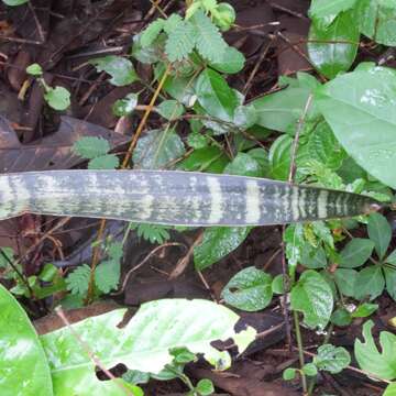 Imagem de Sansevieria trifasciata Prain