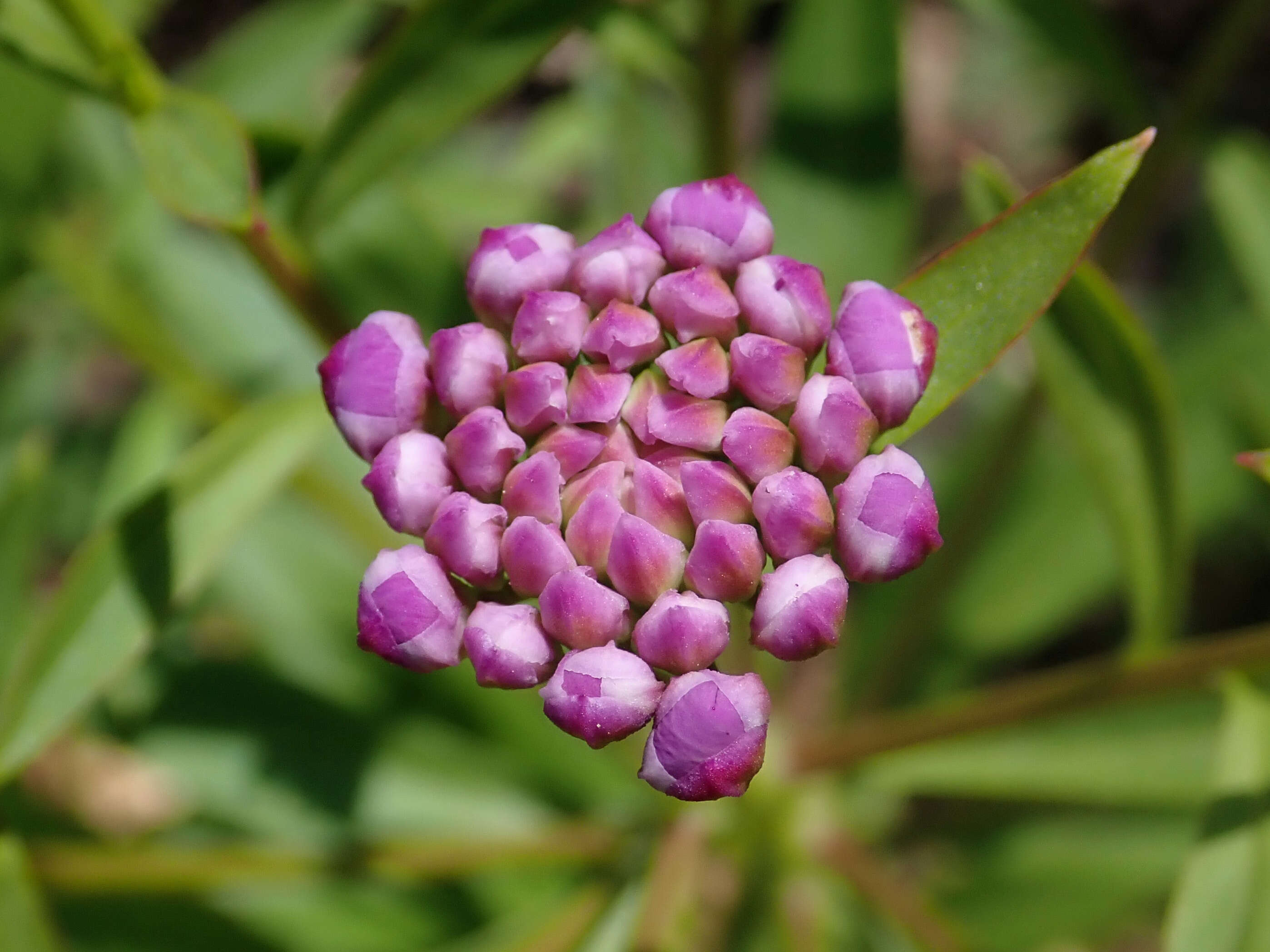 Plancia ëd Iberis umbellata L.