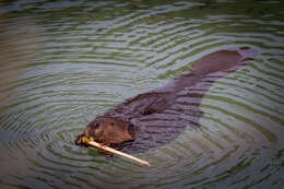 Image of beavers