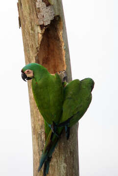 Image of Chestnut-fronted Macaw