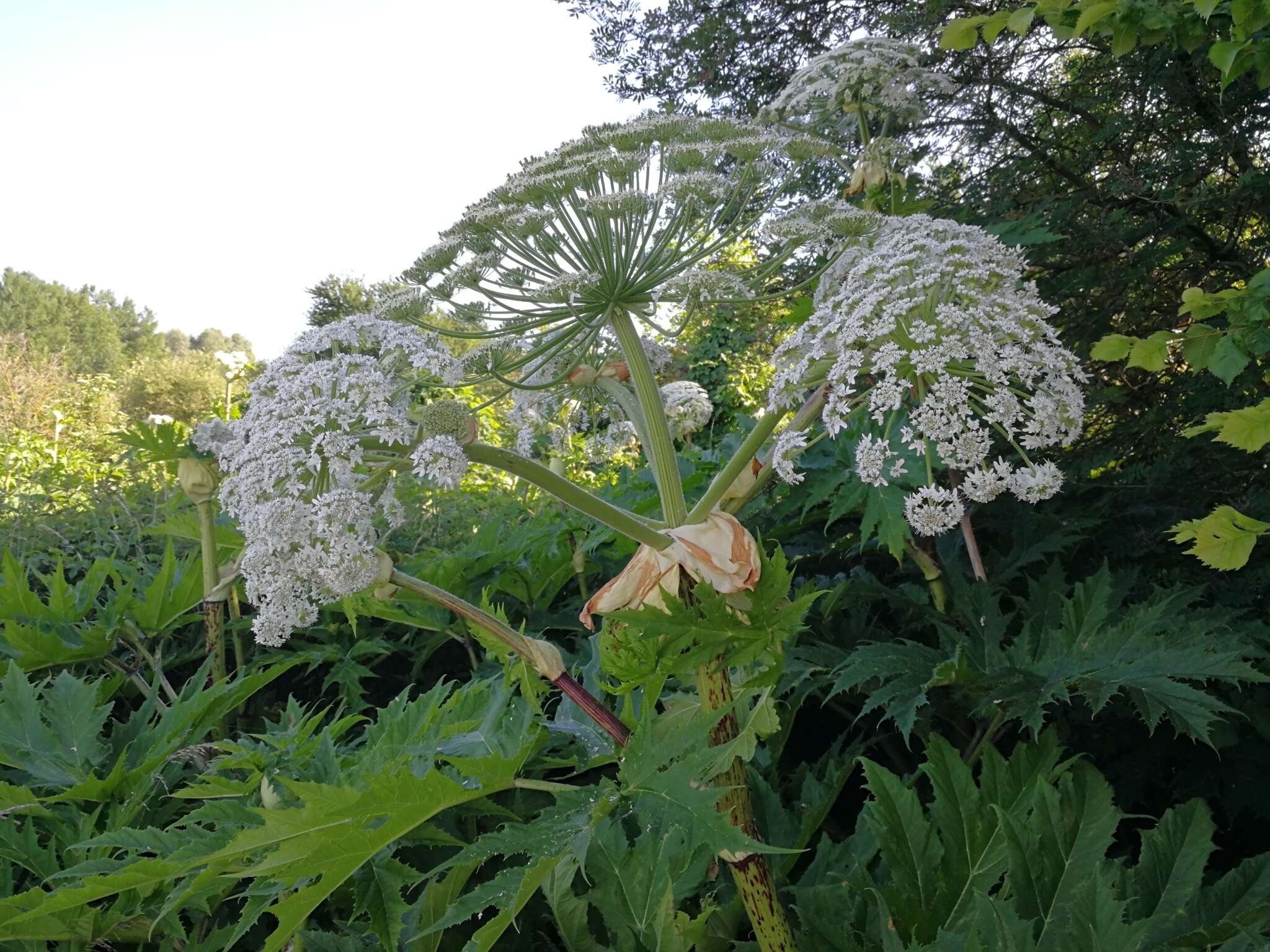 Image of Mantegazzi's Cow-Parsnip