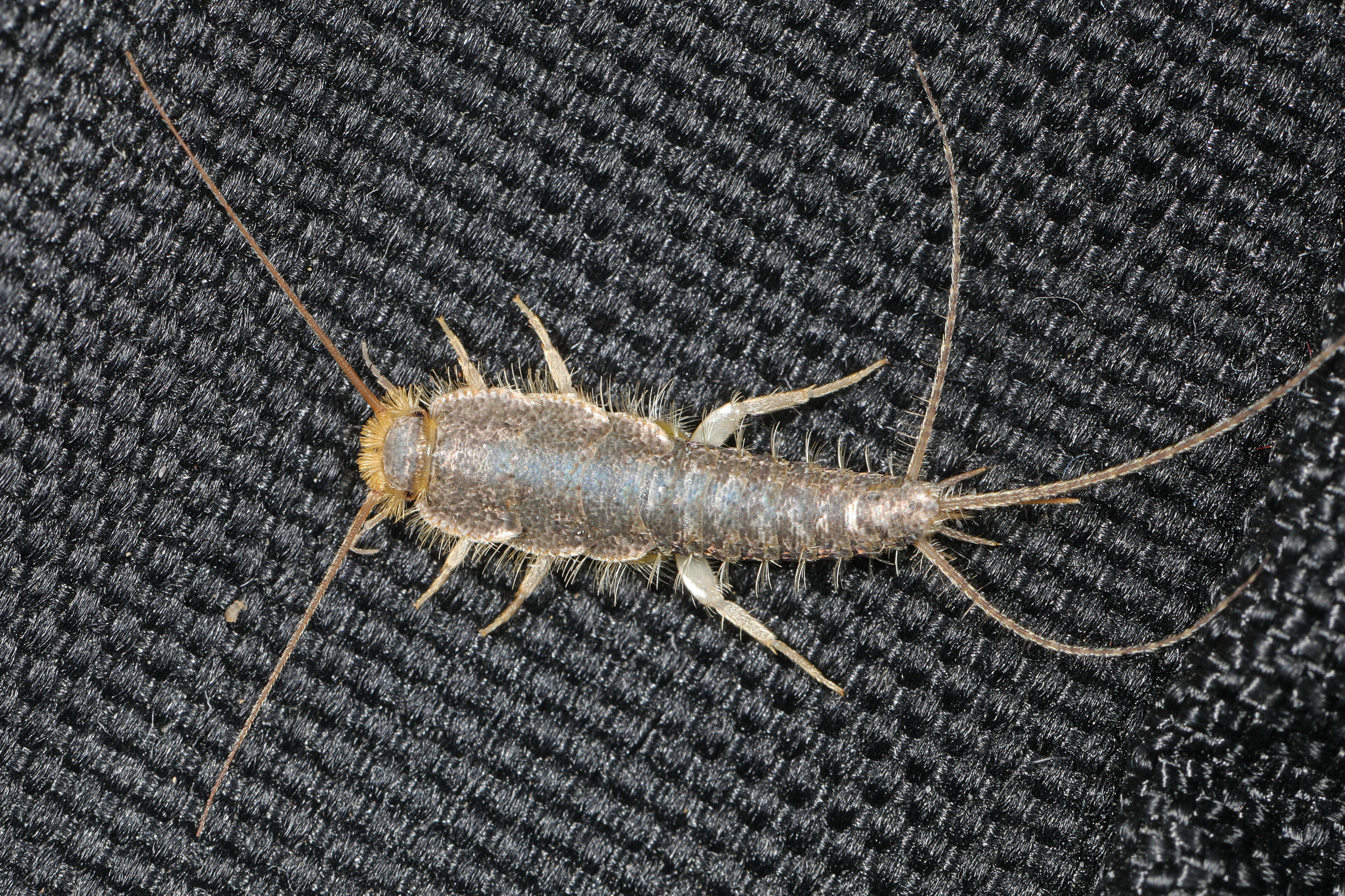 Image of Silverfish