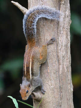 Image of Jungle Palm Squirrel