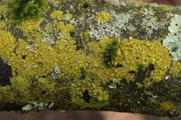 Image of lemon lichen