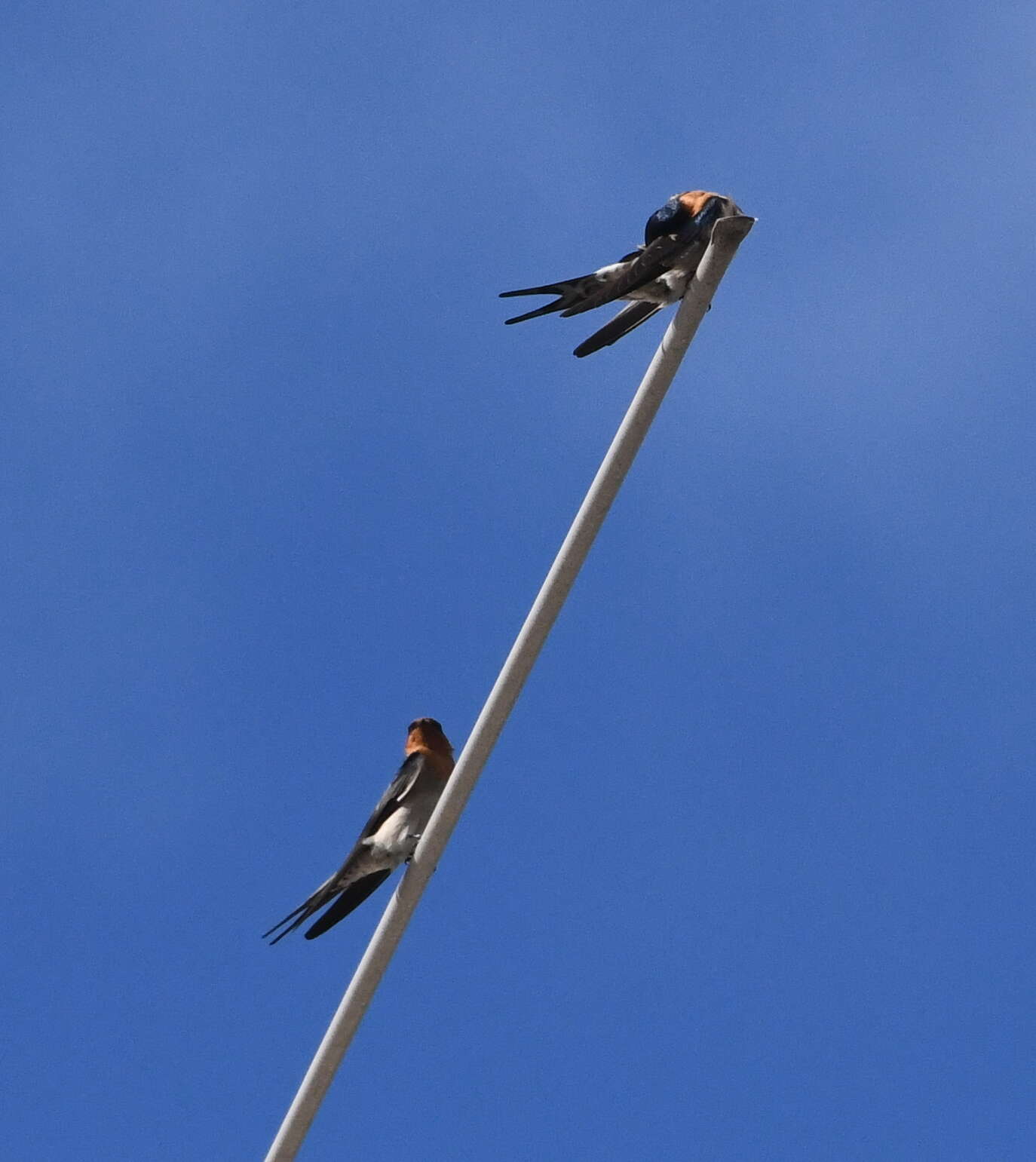 Imagem de Hirundo neoxena Gould 1842