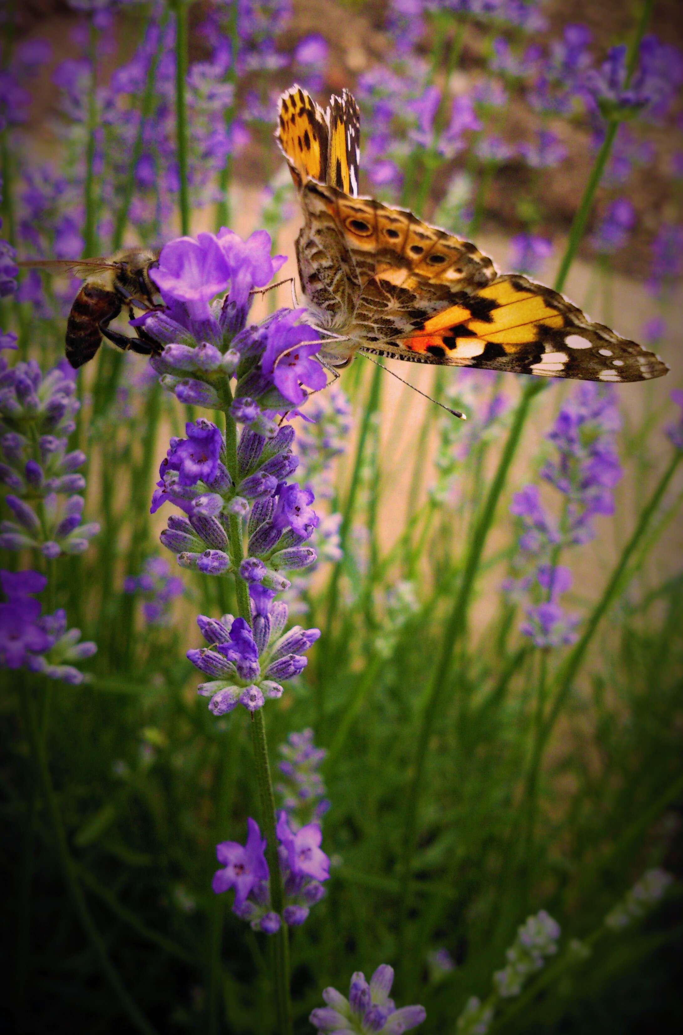 Image of English Lavendar