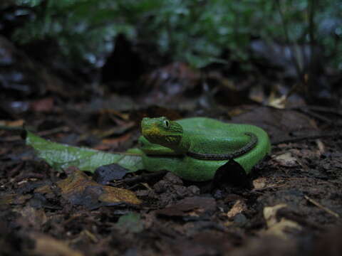 Image of Green Bush Viper