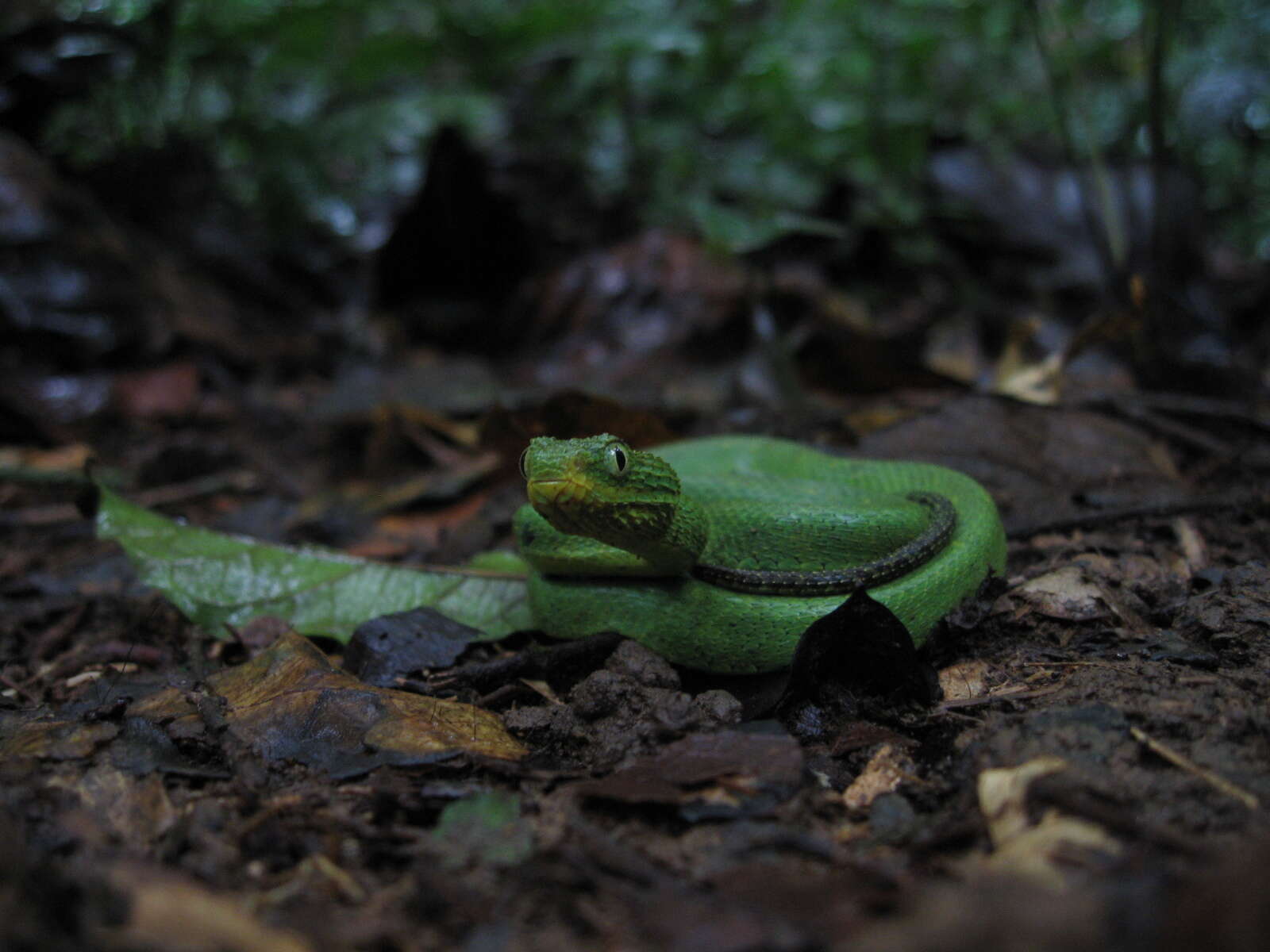 Imagem de Atheris chlorechis (Pel 1851)