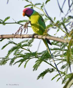 Image of Plum-headed Parakeet