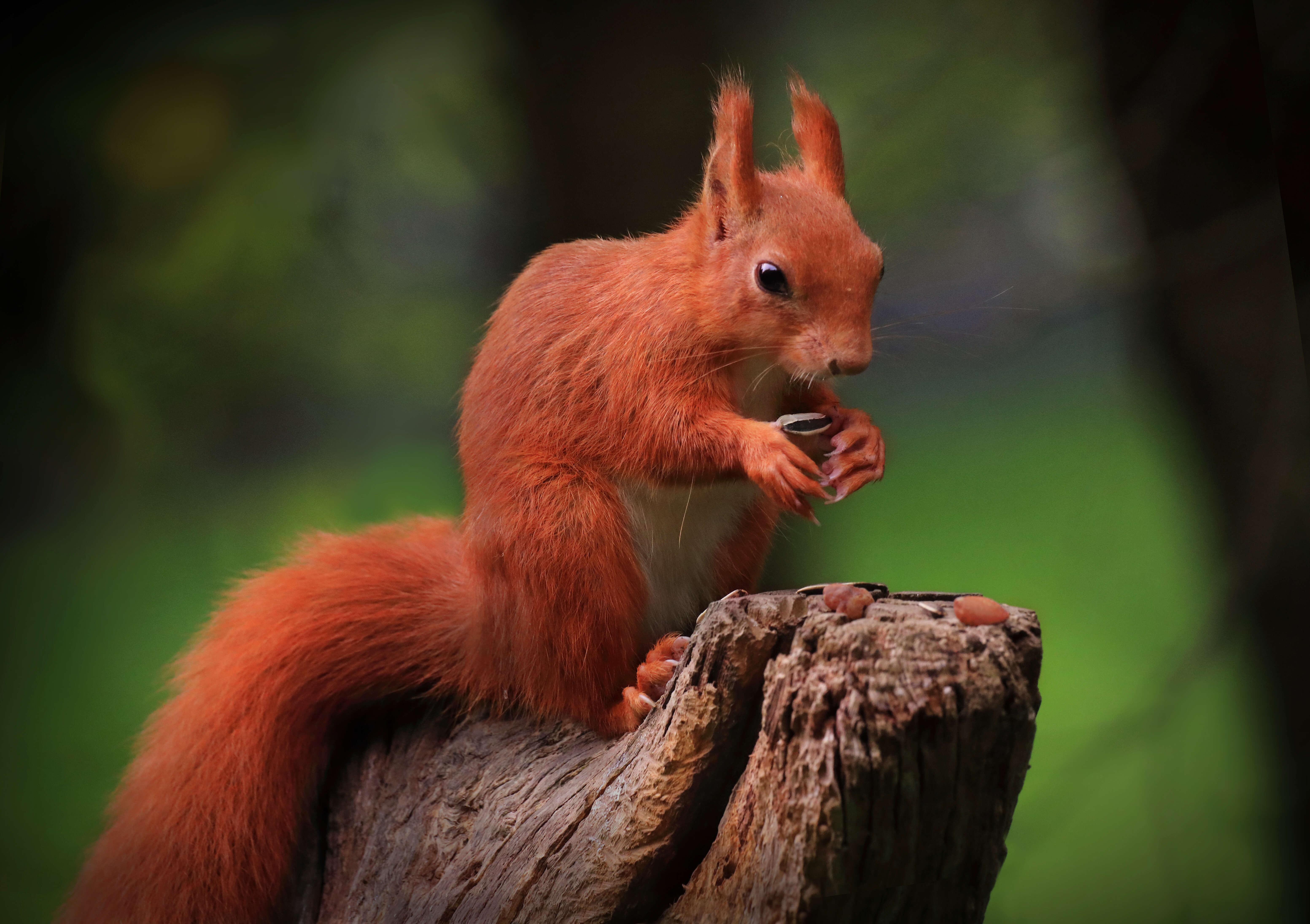 Image of Eurasian red squirrel