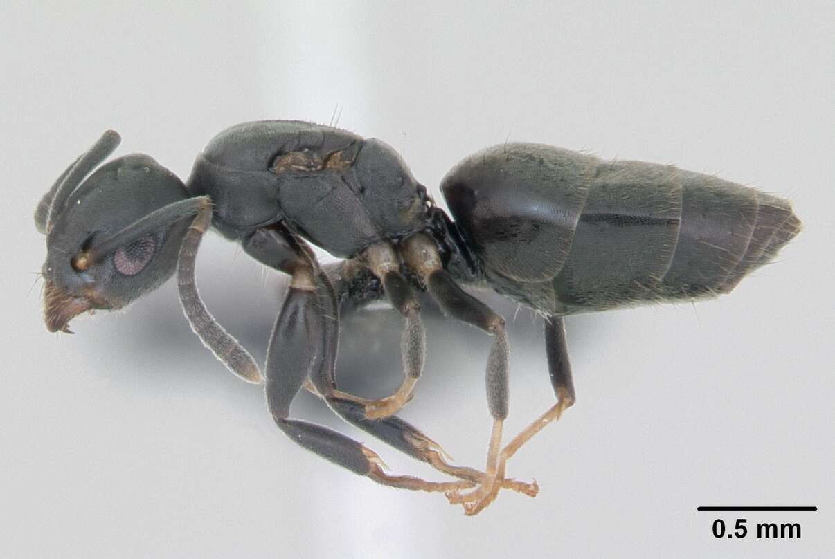 Image of Ant