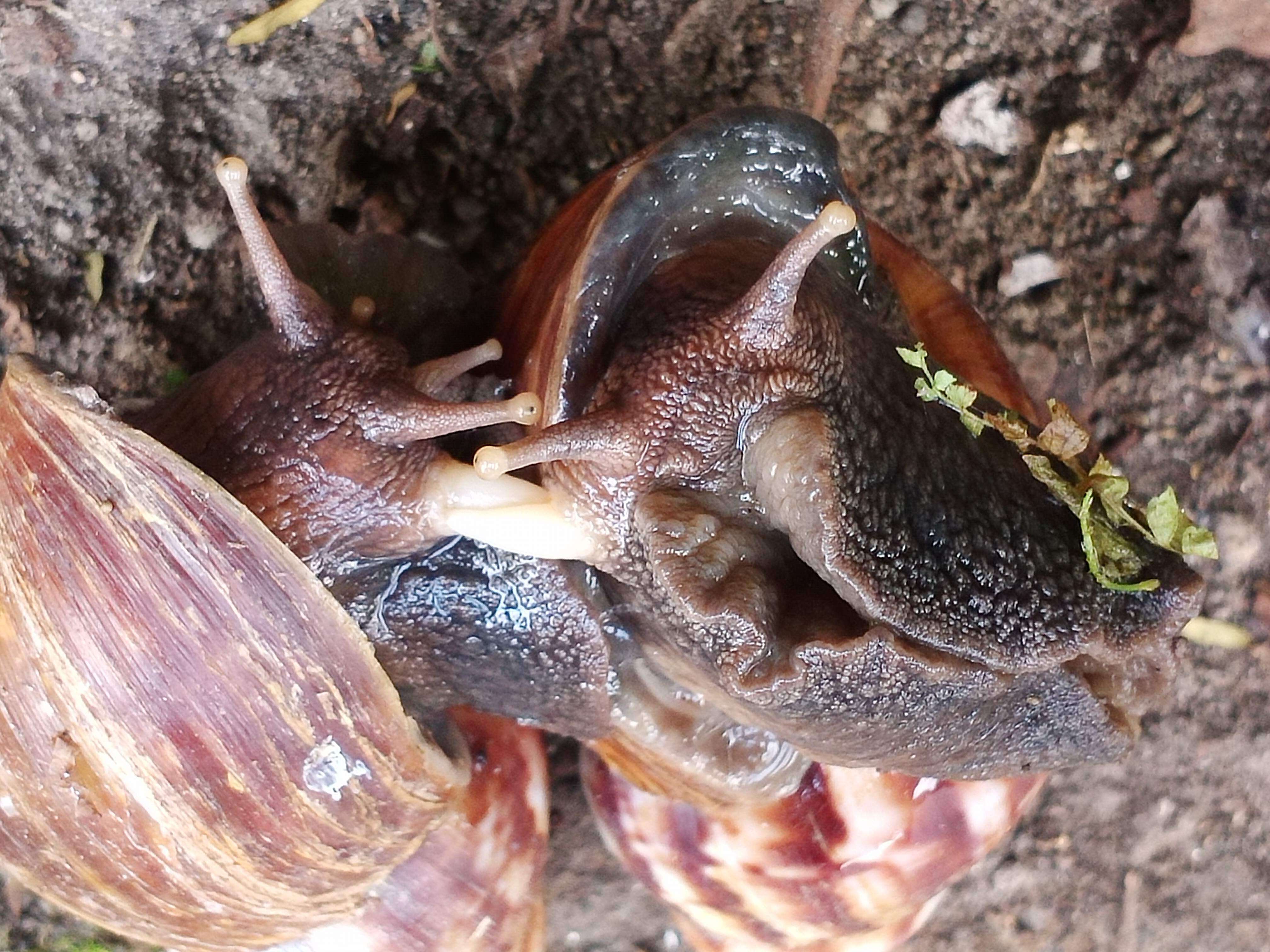 Image of Achatina fulica