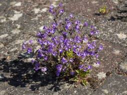 Слика од Chaenorhinum origanifolium (L.) Fourr.