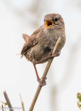 Image of Eurasian Wren