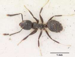 Image of Ant