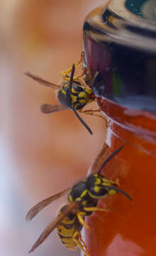 Image of Common wasp