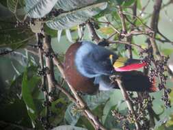 Image de Toucan bleu