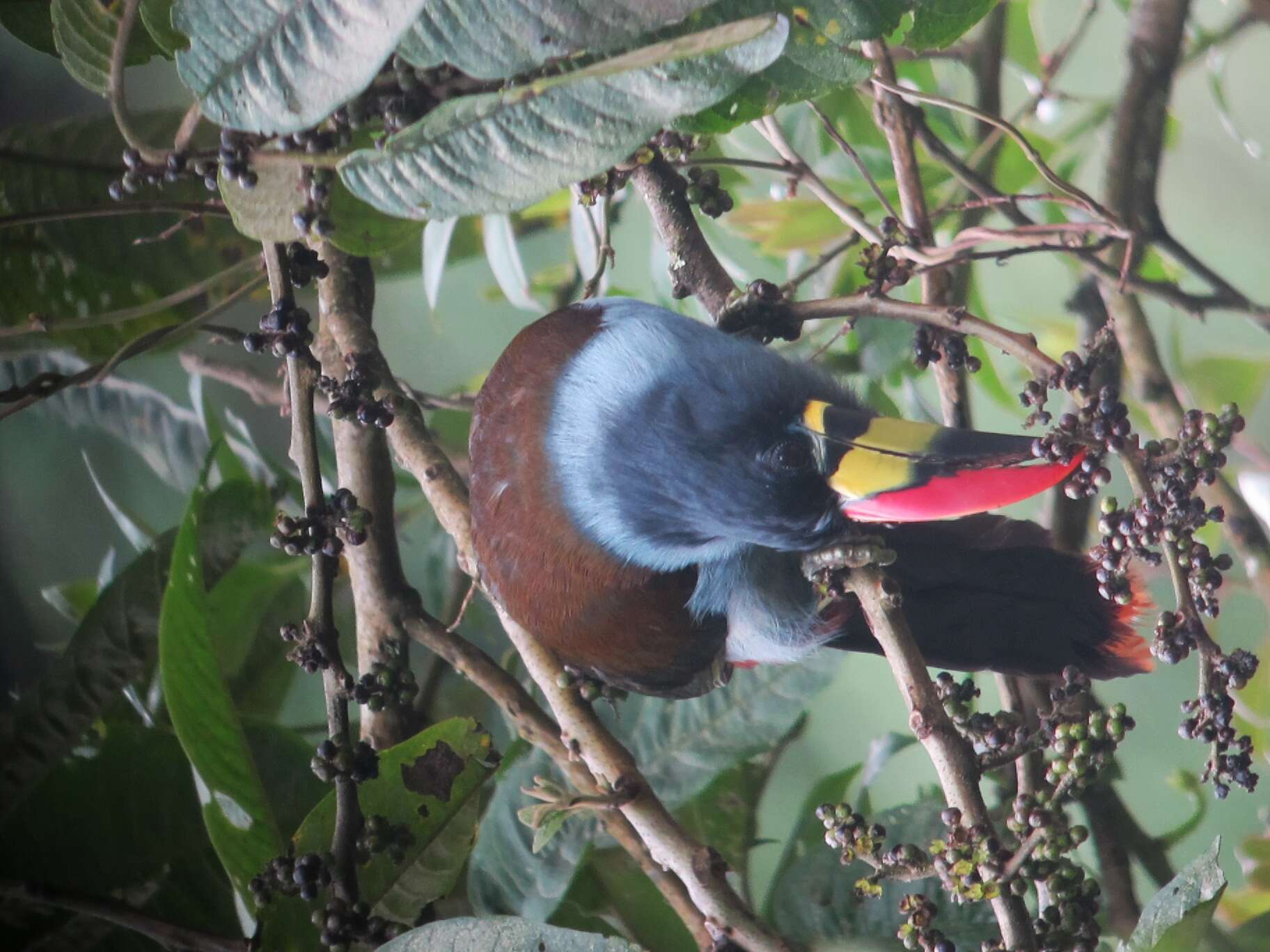 Image de Toucan bleu