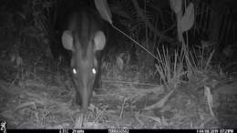 Image of Brazilian Tapir