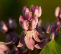 Image of prairie milkweed