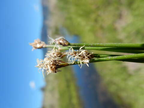 Image of Common Spike-rush