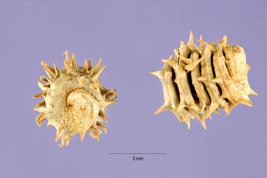 Слика од Medicago rigidula (L.) All.