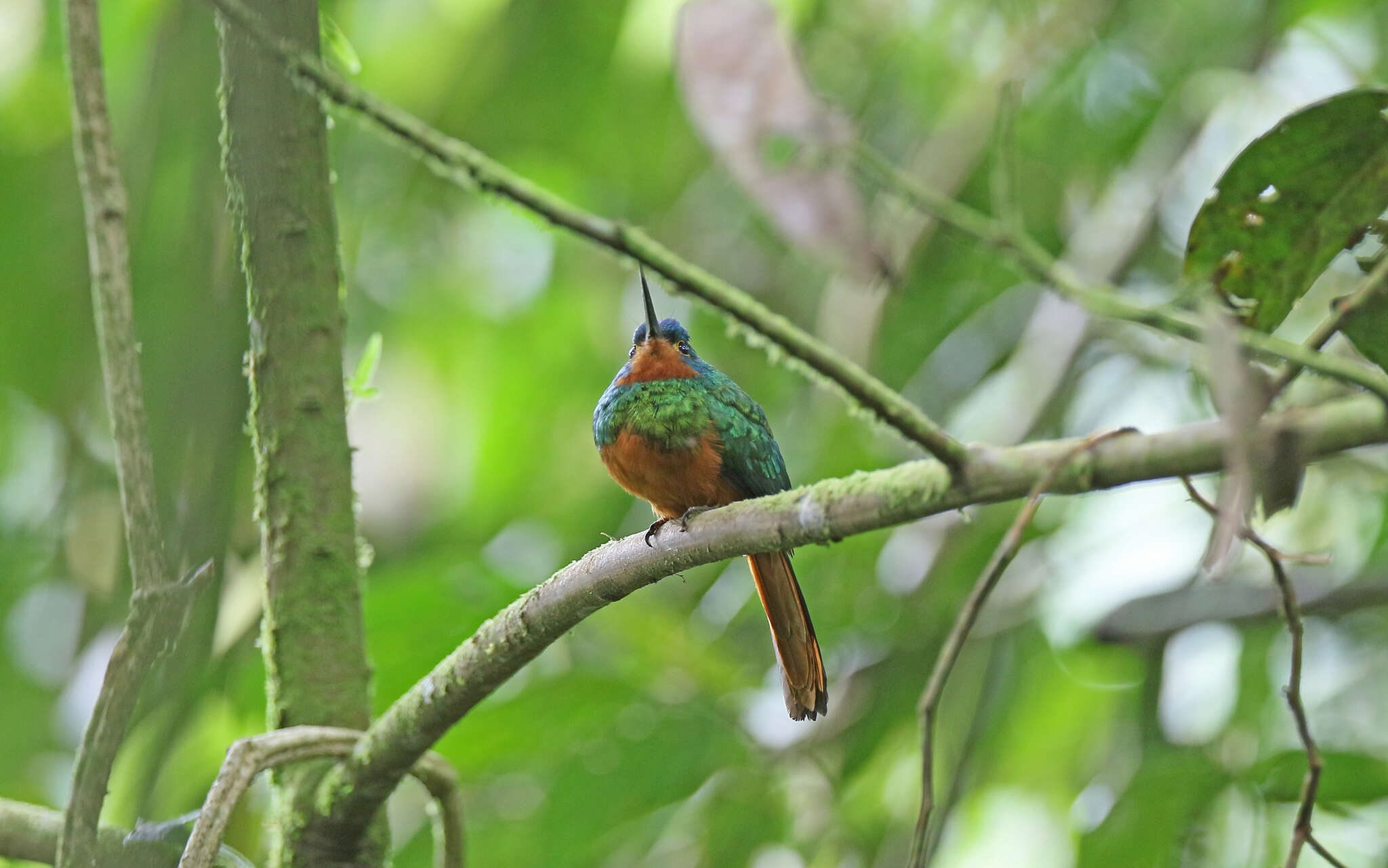 Image of Coppery-chested Jacamar