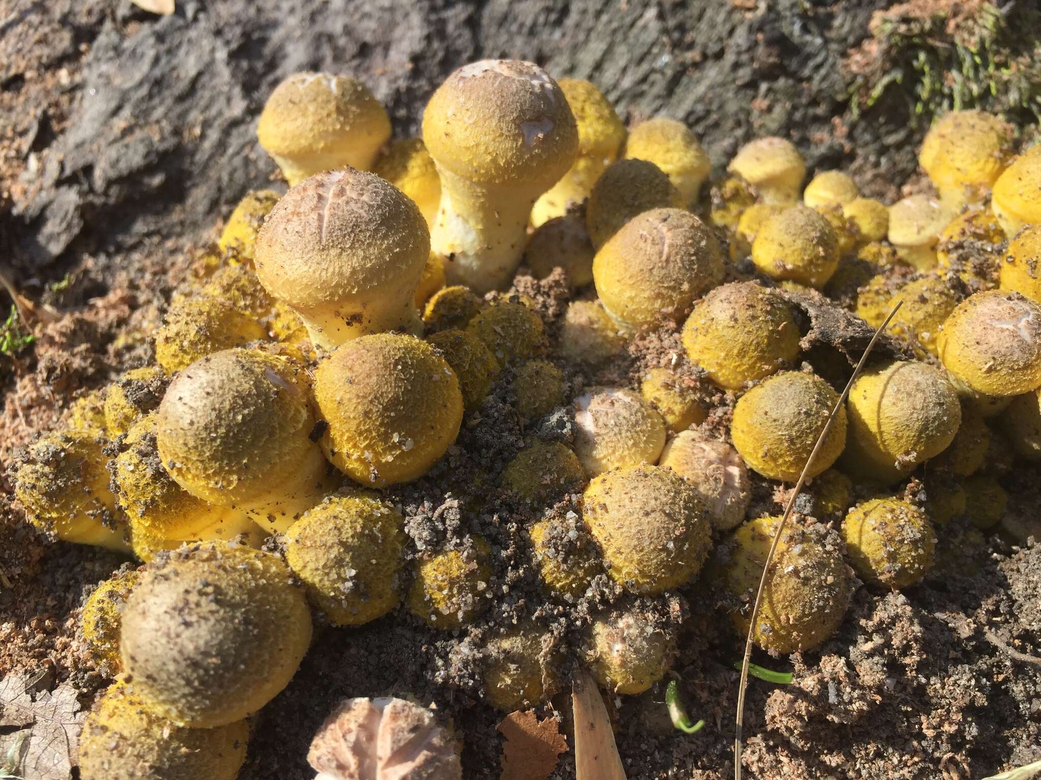 Image of Armillaria gallica Marxm. & Romagn. 1987