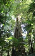 Ficus obliqua G. Forster的圖片