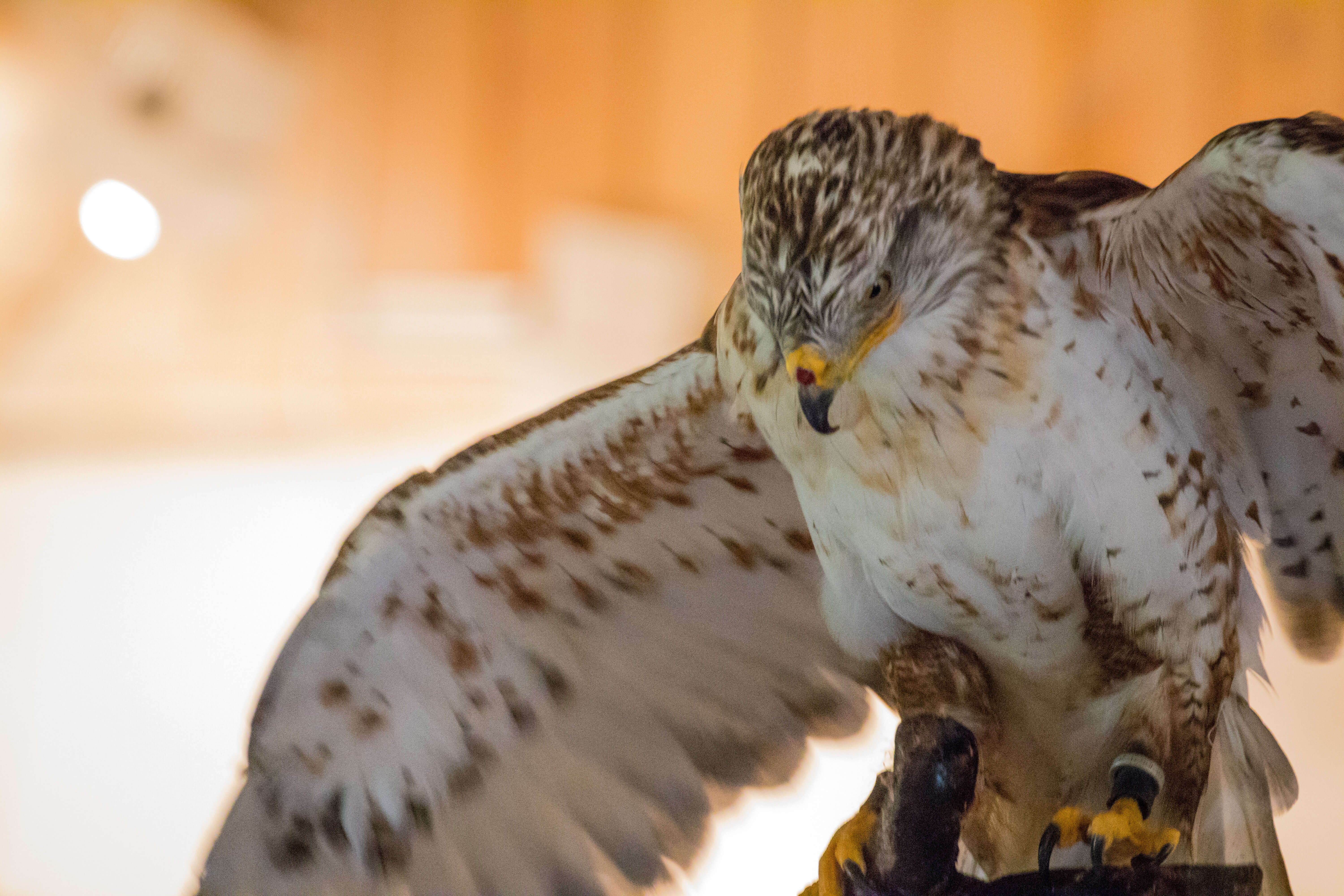 Image of Common Buzzard