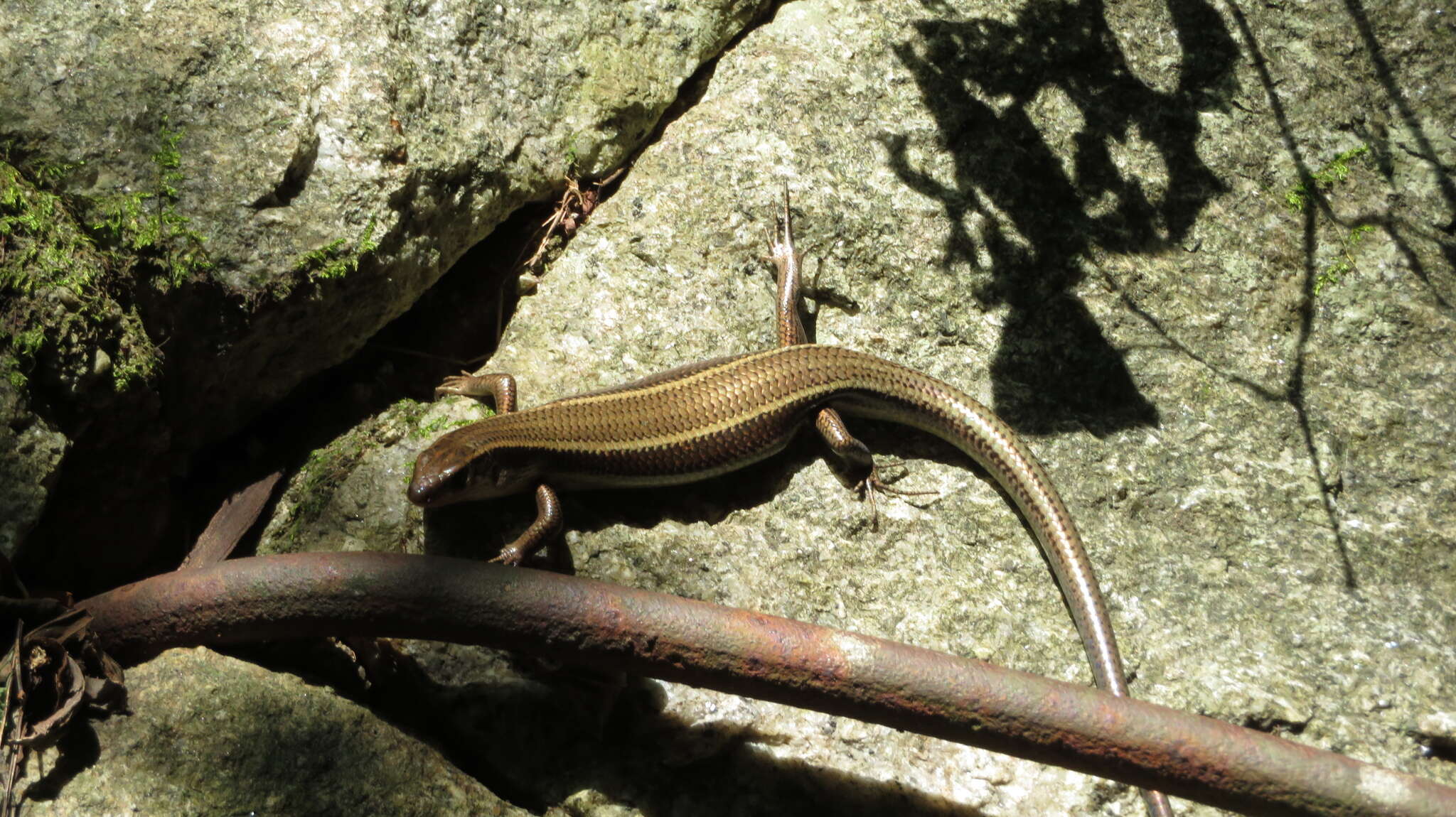 Image of Plestiodon japonicus (Peters 1864)