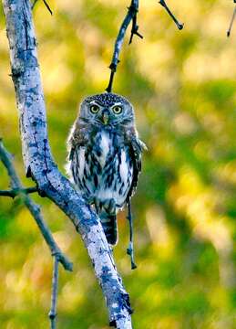 Image of Pearl-spotted Owlet