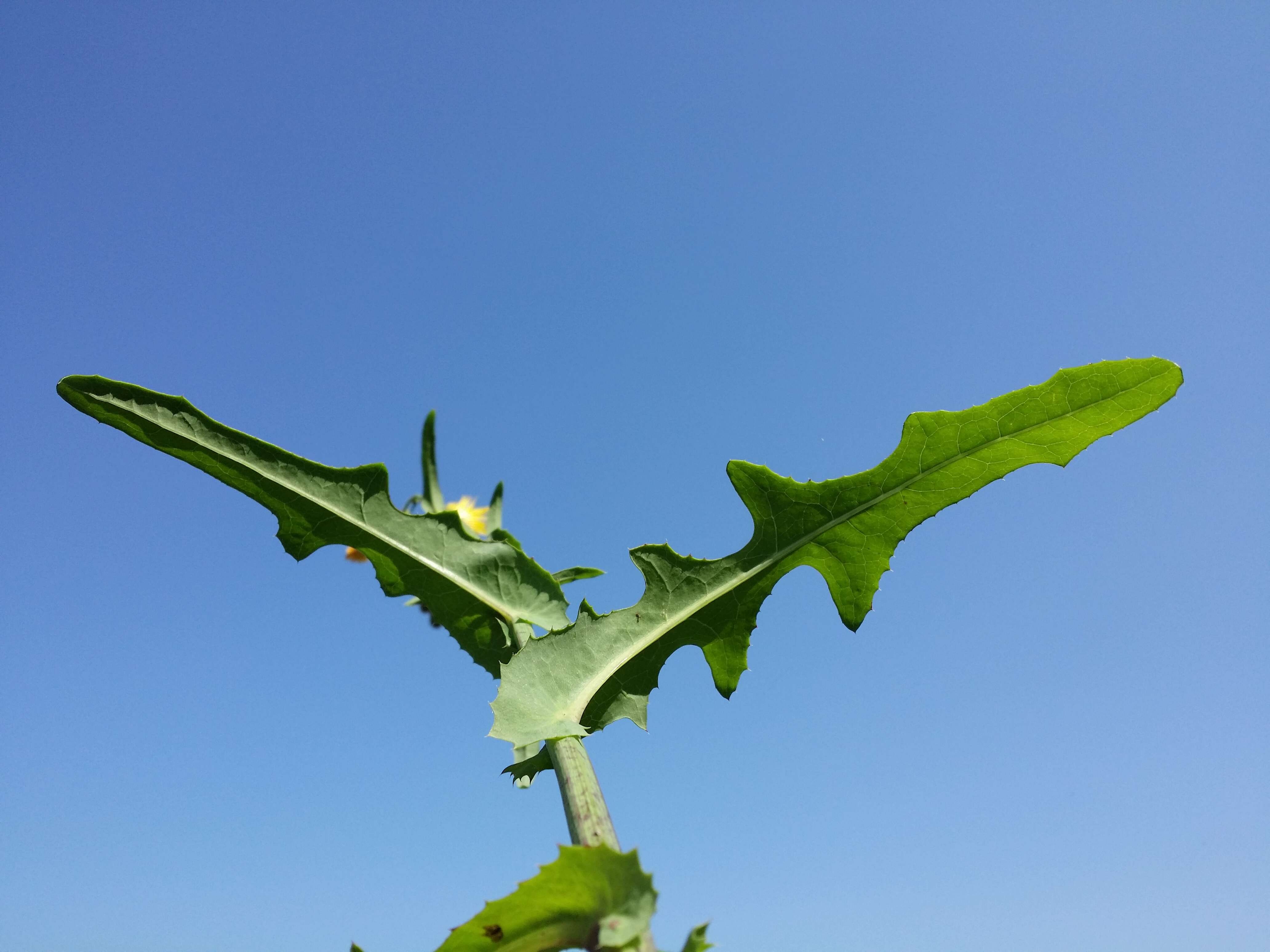 Plancia ëd Sonchus arvensis L.