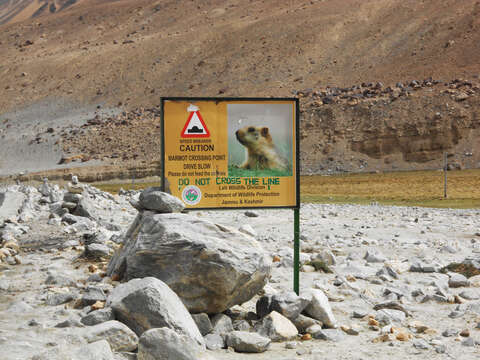 Image of Himalayan Marmot