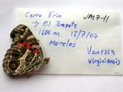 Image of Vanessa virginiensis