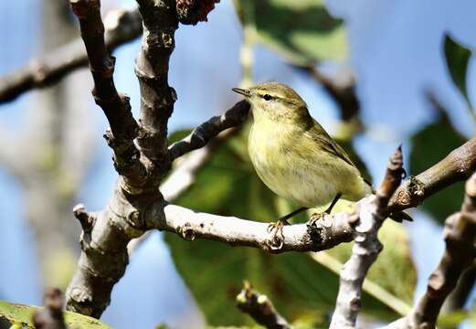 Image of Common Chiffchaff