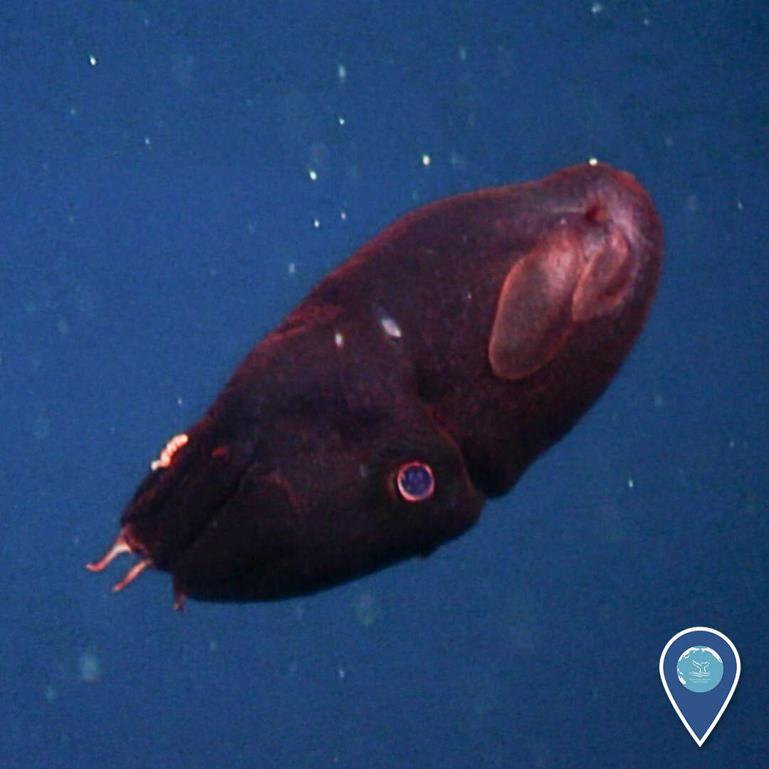 Image of Vampyroteuthis Chun 1903