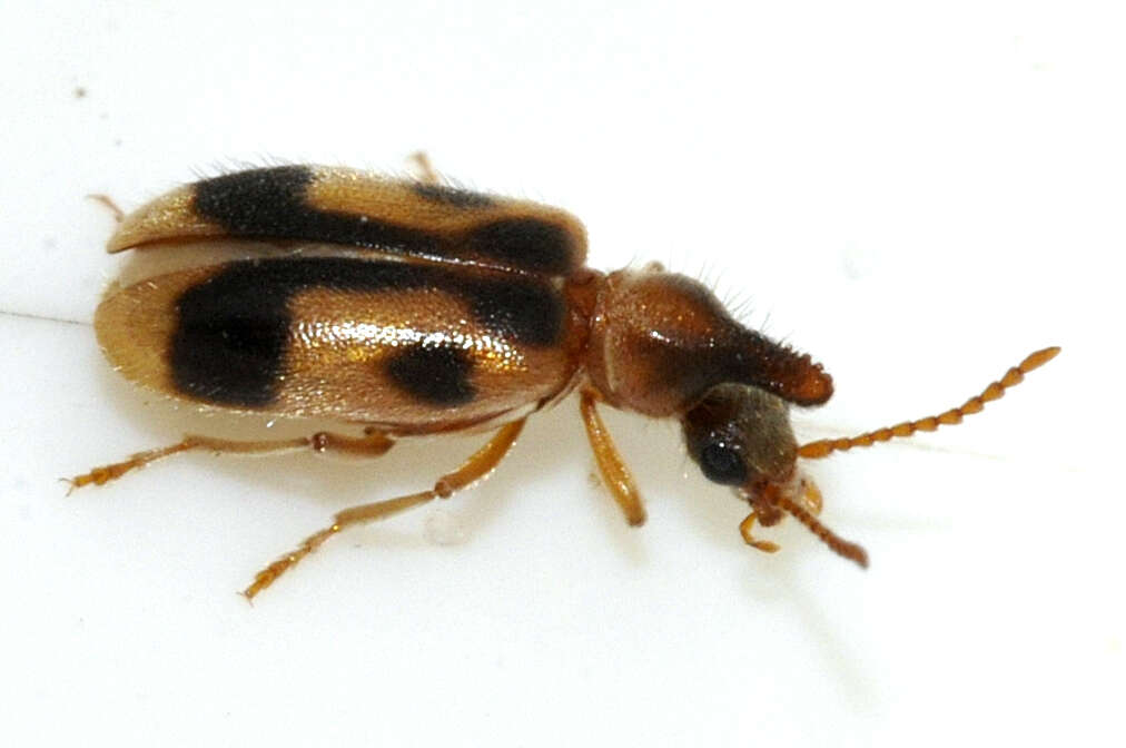 Image de Notoxus monoceros