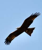 Image of Black Kite